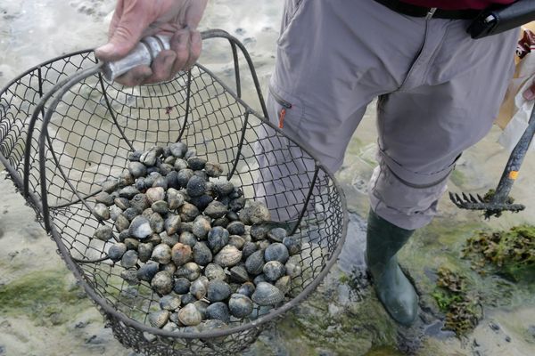 Les pêcheurs à pied vont être très nombreux sur le littoral de Charente-Maritime pour les grandes marées.