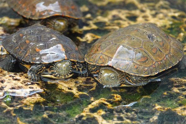 Les tortues Émydes lépreuses recueillies à Bessières (Haute-Garonne)