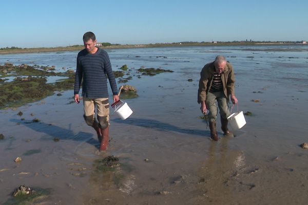 Armés de seau et de pioches, les pêcheurs à pied profitent de la marée basse