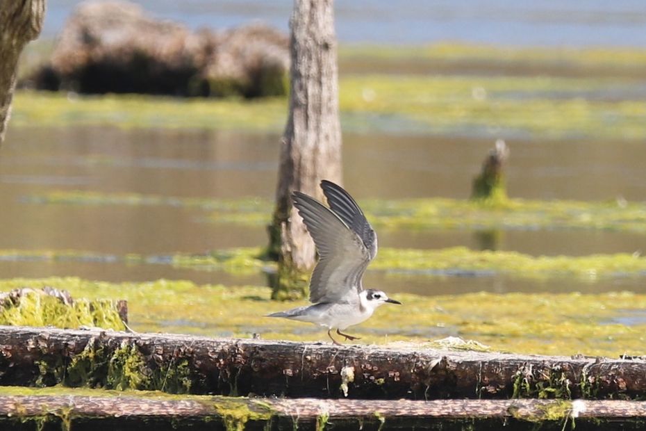 How Drought and Water Scarcity Threaten Biodiversity in Aquitaine: A Warning from the Bird Protection League