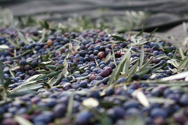 L'huile d'olive, produit du quotidien en Provence est aussi un mets d'exception issue d'un savoir-faire ancestrale.