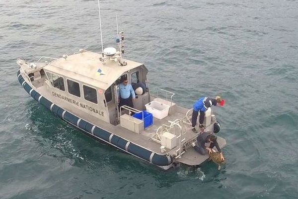 La brigade nautique de la gendarmerie du Grau du Roi vient de réaliser une opération en mer pour la remise à l’eau de trois tortues Caouannes. 