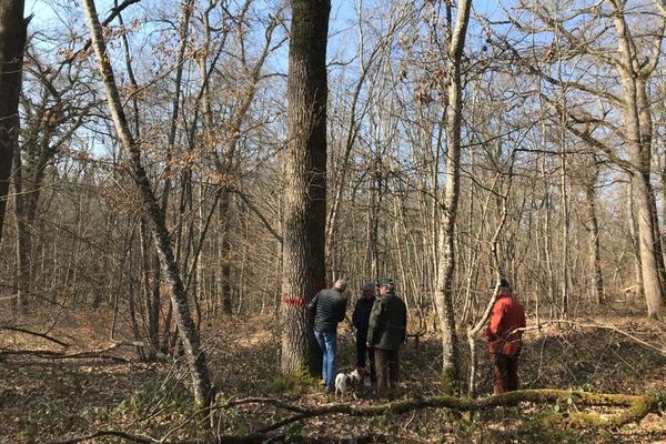 Les forêts privées de l'Allier vont fournir une trentaine de chênes pour la charpente de Notre-Dame de Paris.