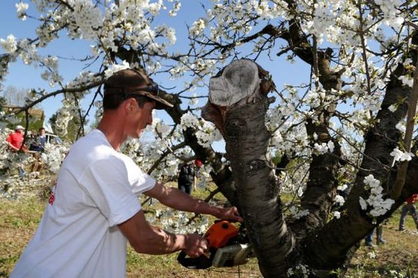 Manifestation des producteurs de cerises de Bonnieux début avril.