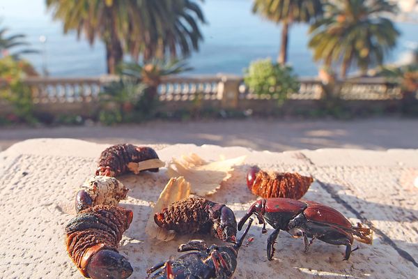 La ville de Menton a testé en 2015 le traitement des palmiers affectés par le charançon rouge avec des drones specialement équipés.