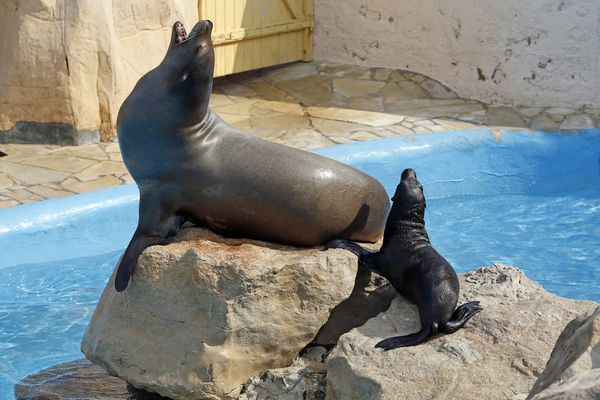 17 juillet 2013,  Antibes (Alpes-Maritimes) : Un nouveau-né d'otarie d'un mois né en captivité et sa mère au parc animalier Marineland. L'association One voice redoute un transfert des animaux vers d'autres pays.