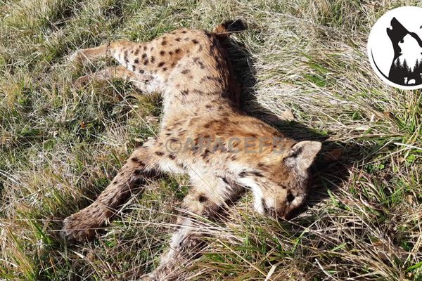 Pour une association de protection de la faune sauvage, ça ne fait pas de doute, Plume a été abattue, mais on ignore dans quelles circonstances.