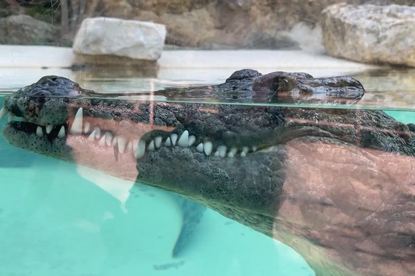 Au zoo de La Barben, le crocodile a sa propre méthode pour affronter la vague de chaleur