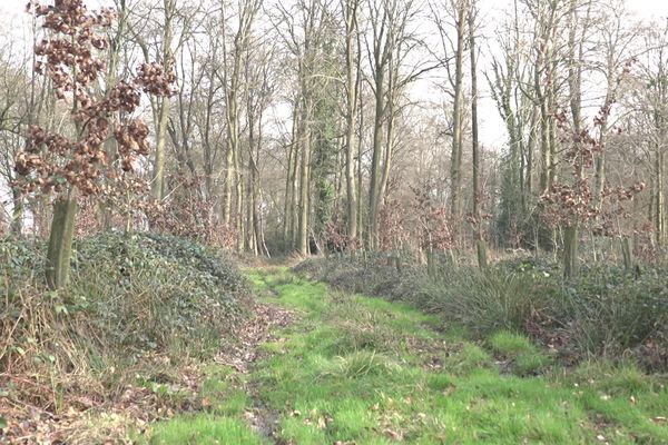 Dans les forêts des Hauts-de-France, les hêtres sont de plus en plus remplacés par des chênes, plus résistants aux nouvelles conditions climatiques.