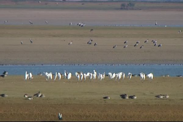 Plus de 200 000 grues cendrées font escale au Lac du Der chaque année.