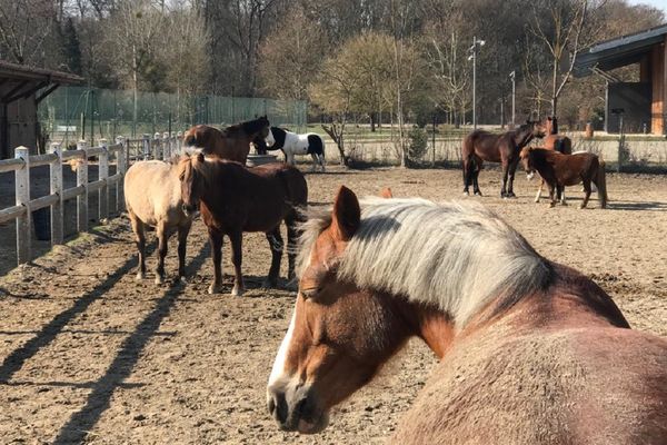 Les chevaux peuvent mourir de la rhinopneumonie équine, non-transmissible à l'être humain.