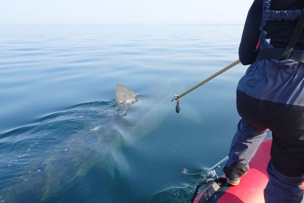 Pose d'une balise sur Mari B, femelle requin de 6,50 mètres. 