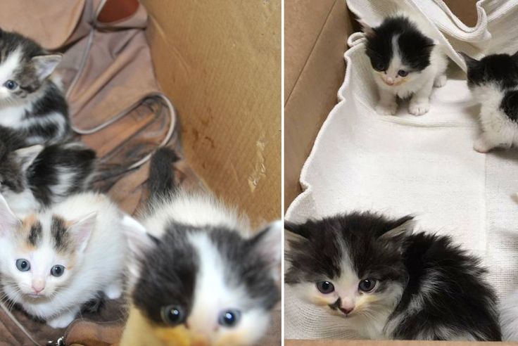 Petite Foret Une Portee De Chatons Abandonnee Dans Une Decharge Sauvage