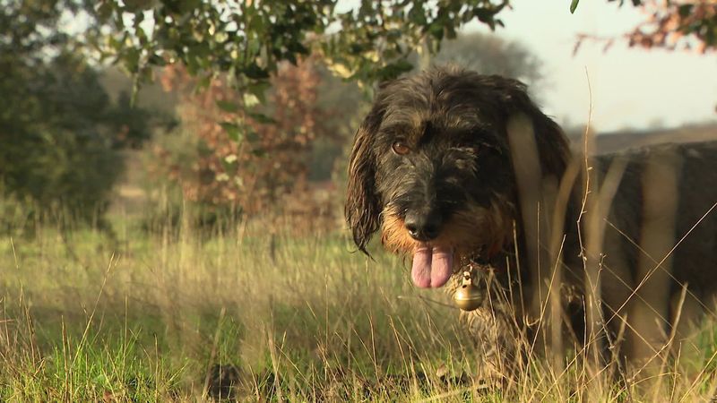 Trop Chaud Puis Trop Sec Et Maintenant Trop Humide La Truffe De Dordogne A Pris Les Intemperies De Plein Fouet