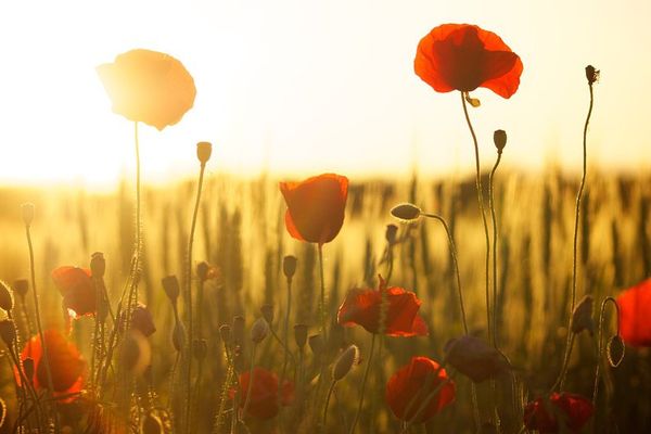 Coquelicots