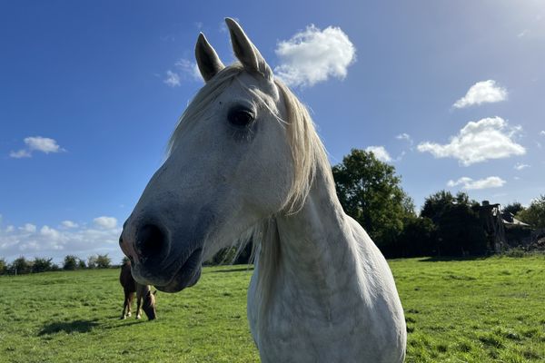 Une belle rencontre à Ponthoile (80)