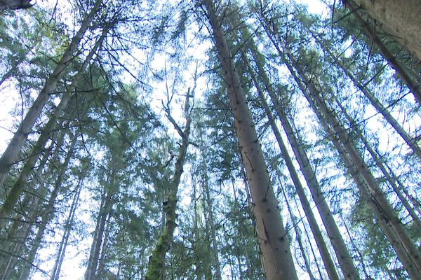 En Alsace, plusieurs forêts sont victimes des sécheresses et canicules successives