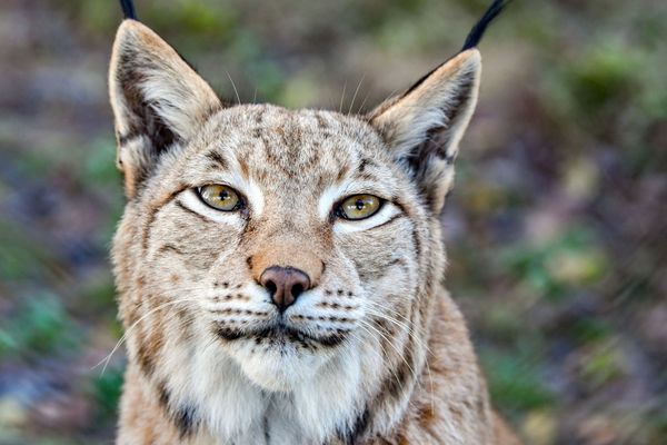 Une femelle lynx - image d'archives