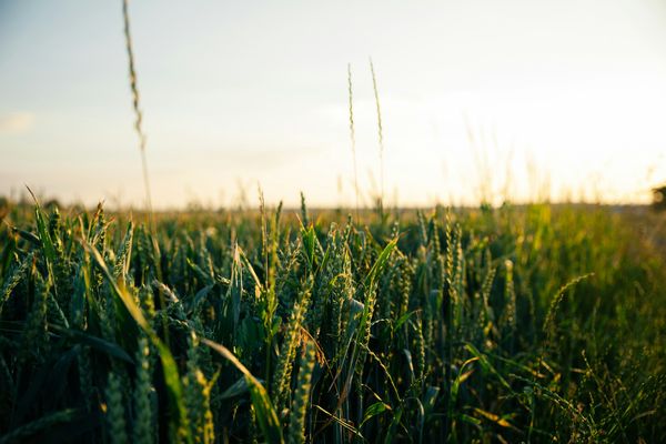 En Normandie, de nombreuses communes ont vu l'utilisation de produits phytosanitaires bondir entre 2020 et 2022.