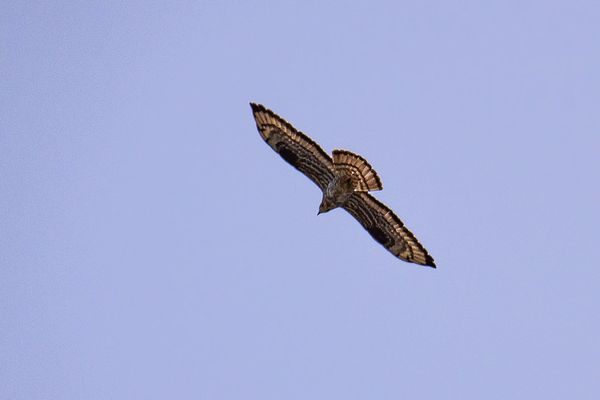 buse variable - buzzard - Bussard