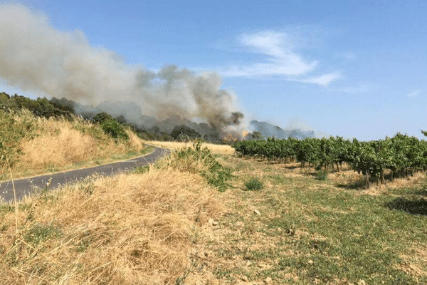 Un feu de végétation s'est déclaré à Lignan-sur-Orb, dans l'Hérault, samedi 24 juin 2017.