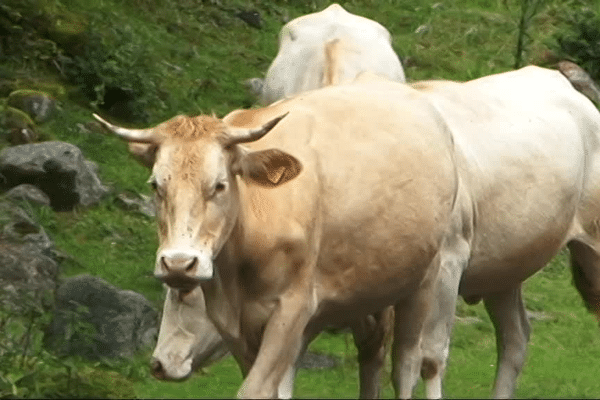 Même s'il est tentant d'aller saluer ces vaches d'un peu plus près, les randonneurs prudents se contenteront d'une observation lointaine. 