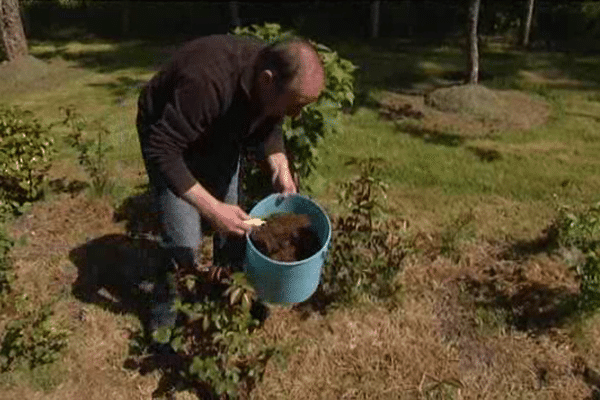 Claude utilise le marc de café dans ses plantations, entre autres. 