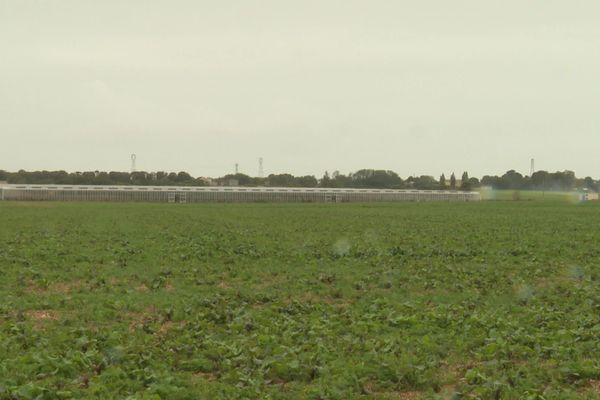 La plaine d'Aunis en Charente-Maritime : zone de grandes cultures céréalières.