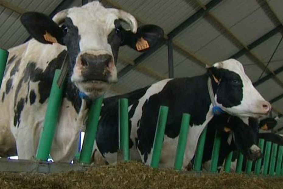 Ferme Des 1000 Vaches Lexploitant Devra Réduire Son Cheptel 