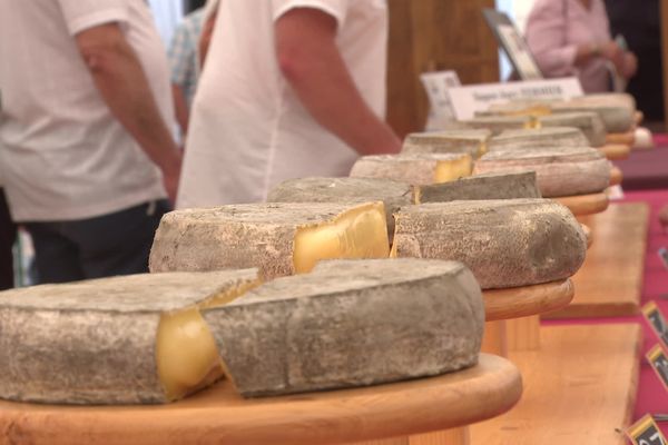 Il existe deux sortes de saint-nectaire : le laitier et le fermier.