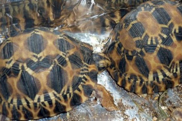 Tortues saisies par les douanes françaises à l'aéroport de Roissy en décembre 2014.