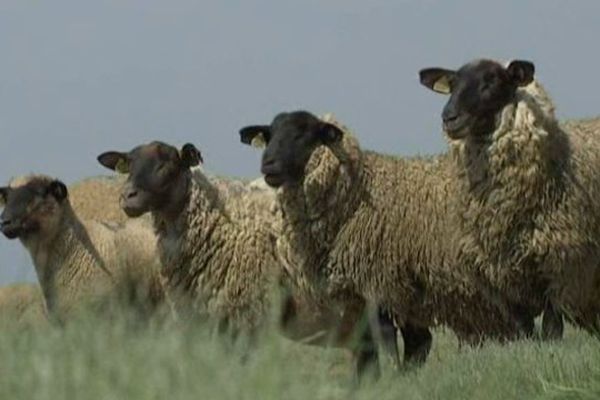 Les moutons de la Baie de Somme