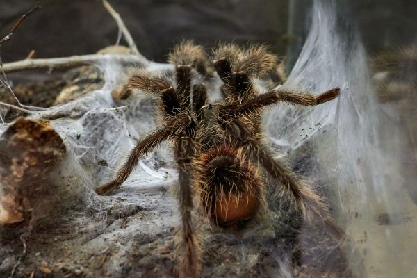 L'homme a découvert la bête dans son jardin le 14 novembre dernier.