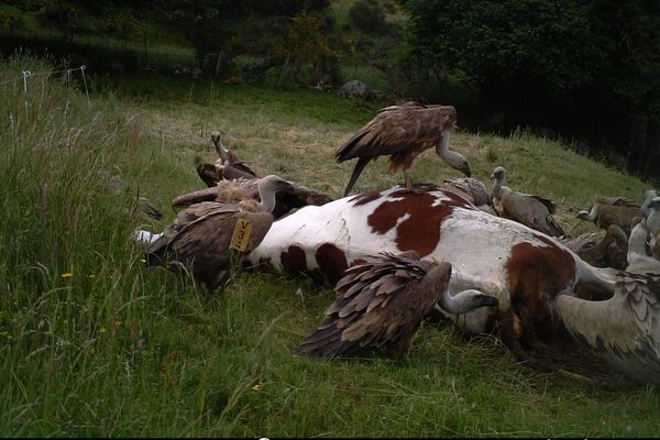 Haute Loire Une Centaine De Vautours Accusee D Avoir Devorer Une Vache A Saugues