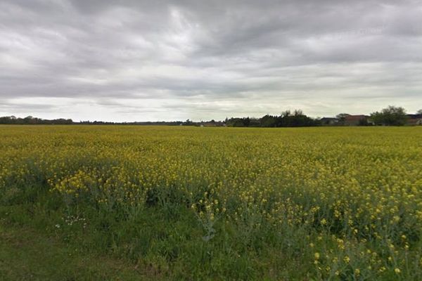 Un champ de colza à Labastide-Cézéracq (64)