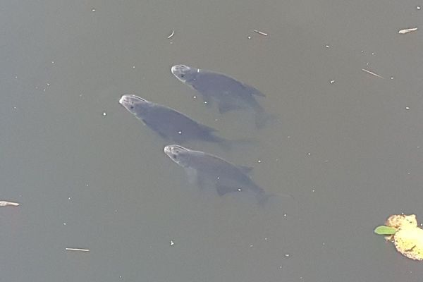 Acigne Des Milliers De Poissons En Detresse Respiratoire