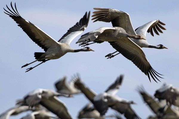 Des milliers de grues cendrées font halte chaque année au lac du Der.