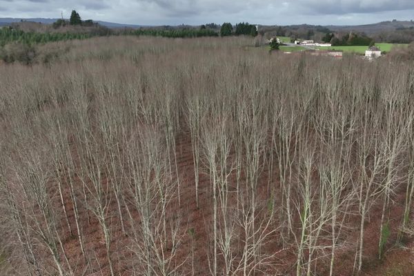 Un verger à graine de chêne rouge unique en Nouvelle-Aquitaine. Les glands produits ici font partie d'une sélection génétique particulière.