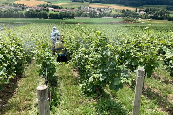 La guerre contre le Mildiou a commencé dans le vignoble de Champagne.