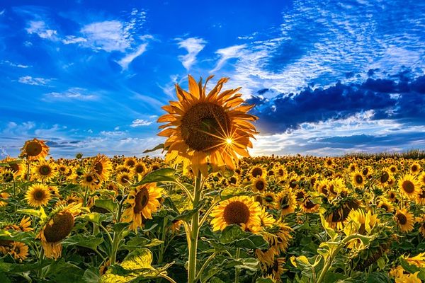 Du tournesol est notamment cultivé, l'été, grâce à des eaux usées de la géothermie.