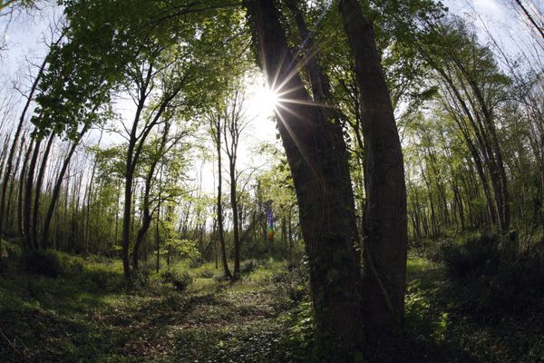 Les forestiers privés jouent un rôle crucial dans l'entretien des forêts, indispensable à leur bonne santé.