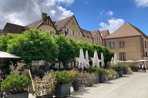 Les dix arbres situés en face du Café bleu, sur le parvis de la cathédrale, pourraient bientôt être abattus.