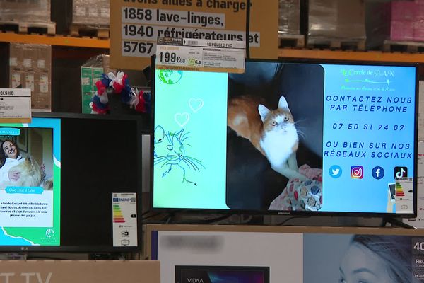 Dans un magasin d'électroménager de Saint-Etienne, des annonces d'animaux à adopter sont diffusés sur le mur d'écrans.