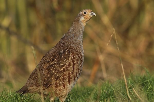 La perdrix grise courante dans les plaines de la région fait partie des oiseaux accueillis dans la nouvelle volière de Zoodyssée à Chizé (79).