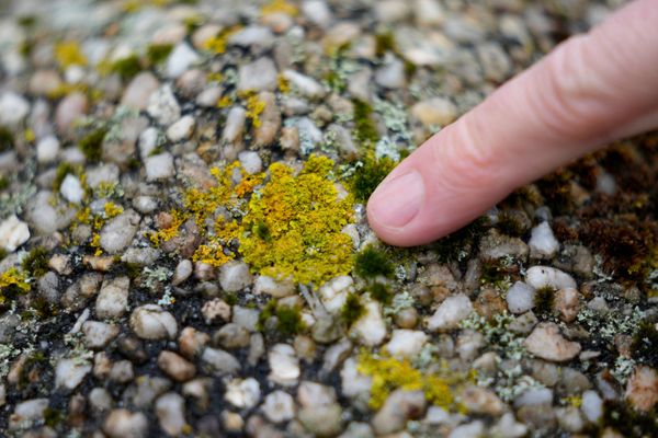 Les lichens peuvent être discrets, insignfiants voire presque invisibles. Ils constituent pourtant une réserve méconnue de molécules au potentiel médical. Fragiles ou très résistants à un environnement, ils sont les sentinelles de la qualité de l'air et des indicateurs des changements climatiques. 