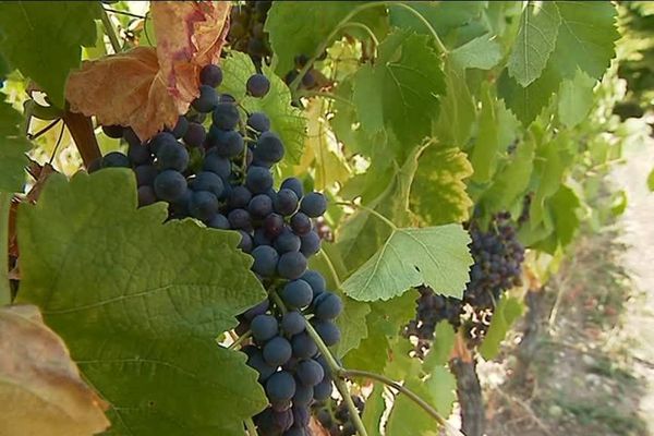 En Savoie, le raisin arrivera à maturité à la fin du mois. Les vendanges pourront alors débuter. 