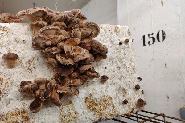 Harvesting shiitake.