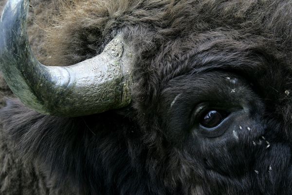 Vingt bisons ont divagué près de Megève (Haute-Savoie), jeudi 18 juillet, après s'être échappés de leur domaine d'élevage. Photo d'illustrtaion.