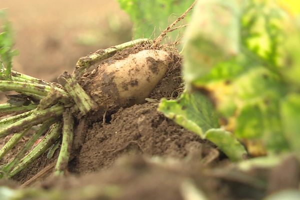 Un plant de betterave. Au premier plan , des feuilles attaquées par la jaunisse.