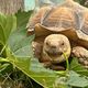 Évasion d’une tortue Sulcata dans le Gard : elle est retrouvée quelques jours plus tard et identifiée grâce à une fissure sur le nez.